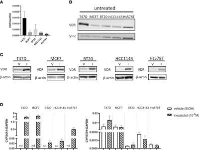 The Combination of the CDK4/6 Inhibitor, Palbociclib, With the Vitamin D3 Analog, Inecalcitol, Has Potent In Vitro and In Vivo Anticancer Effects in Hormone-Sensitive Breast Cancer, But Has a More Limited Effect in Triple-Negative Breast Cancer